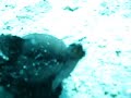 Rolling Hairy Frogfish Rolling Hairy Frogfish