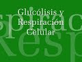 Glucólisis y respiración celular
