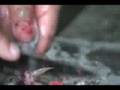 videos de Pez Pesacado