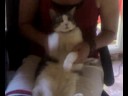 Gato Bater�a / Drummer Cat