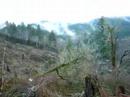 Nice Day to Cut Some Trees Down