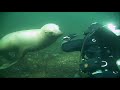 Meredith & Megans EXCELLENT SeaLion Adventure! Meredith & Megans EXCELLENT SeaLion Adventure!