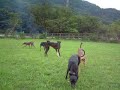 Italian Greyhound Paradise 02