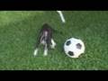 Boston Terrier Puppy vs. Soccer Ball