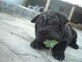 FELIZ NATAL Shar peis FELIZ NATAL Shar peis