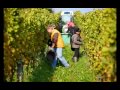 forst weinlese