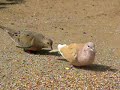 Mom and baby dove