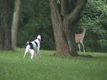 Deer Watching Deer Watching