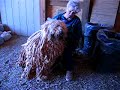 Komondor loves Grandma ;o) Komondor loves Grandma ;o)