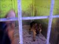 videos de von klauss