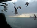 Janeus fails at feeding birds