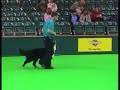 Crufts 07 Obedience with Bernese Inter-regional (Res)