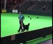 Crufts 07 Obedience with Bernese Inter-regional (Res)