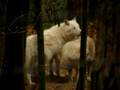 videos de Howling wolves