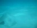Diving at Kenya Part 10