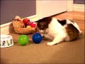 SLIM CAT SOLUTION FOR FAT CAT PROBLEM BY MULTIVET