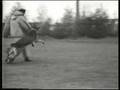 Schutzhund in Germany 1936