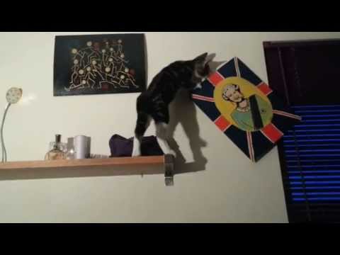 makithecat - Maki didn't like the disrespectful picture of the Queen and decided not to live it straight -----------------------------------------------------------------...