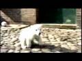 Knut der kleine Kuschelbär - Knut gehts gut