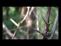 Lisandro Aristimu�o - El �rbol Ca�do