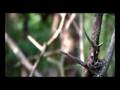 Lisandro Aristimuño - El Árbol Caído