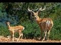 Carmel Hai-Bar Nature Reserve - YouTube