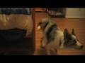 videos de Rocket's New Trick