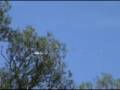 Microlight & Geese