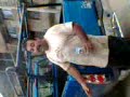 tacamabaro chubeto
