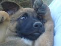 MALINOIS PUPPIES by EDUARDO DURÁN HAEDO