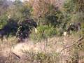 Giraffe - Kruger Park