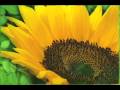 videos de Santa Clara University- Biology Department- Plant Evolution