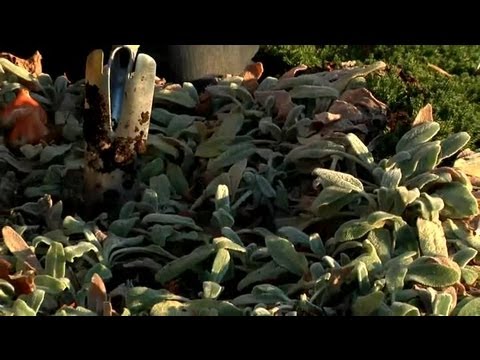 how to replant dead tulips