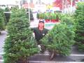 The Christmas tree lot