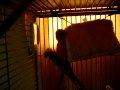 Mango - get out of that bed