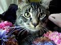 My kitten Jackson and his blanket