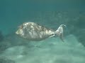 Hanauma Bay, Oahu - Snorkeling 1