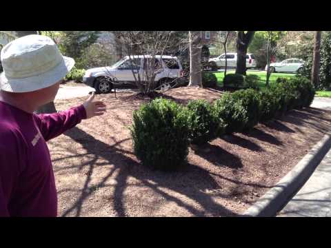 how to remove shrubs and replant