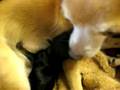 More squeaky baby video