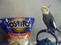 Tostitos Fiesta Bowl Boomer Birdie