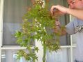 videos de Pruning Japanese Maple Pre Bonsai Part 1