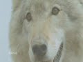 Re: Bring Wolves to Life [Finished!]