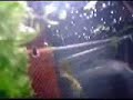 Guppy (Poecilia reticulata)