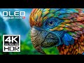 4K HDR 60FPS - BEST OF OLED DOLBY VISION DEMO ..