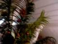 videos de VoX Mein Restaurant Weihnachten Die Vorbereitng