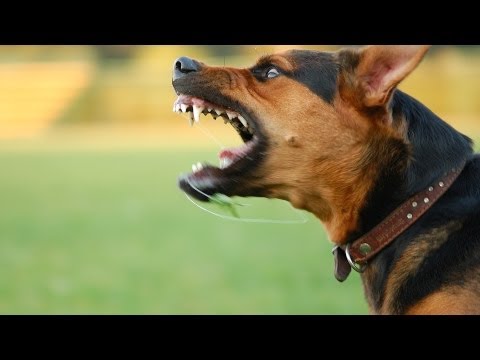 how to treat dog bite