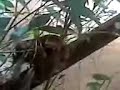O velhinho e a Jararaca