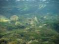 videos de Underwater Spawning Wild Brown Trout