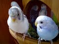 TheBudgieBirds - My Budgies playing part 2