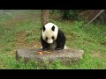 2019年9月23日【選】煙からお食事タイムのパンダ